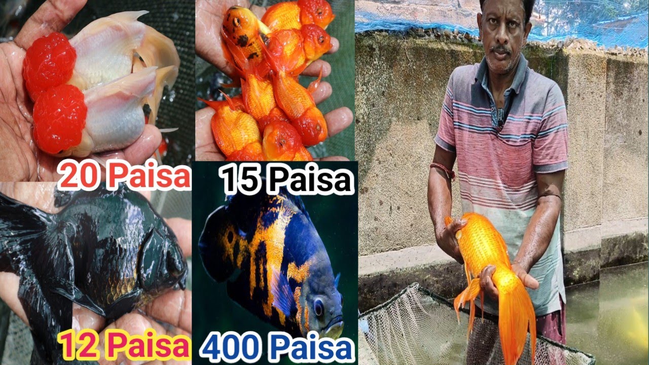 CHEAPEST AQUARIUM FISH FARM HOWRAH BAKSARA | BEST QUALITY| GOLDFISH KOICARP ANGEL WIDOW SEVERUM |