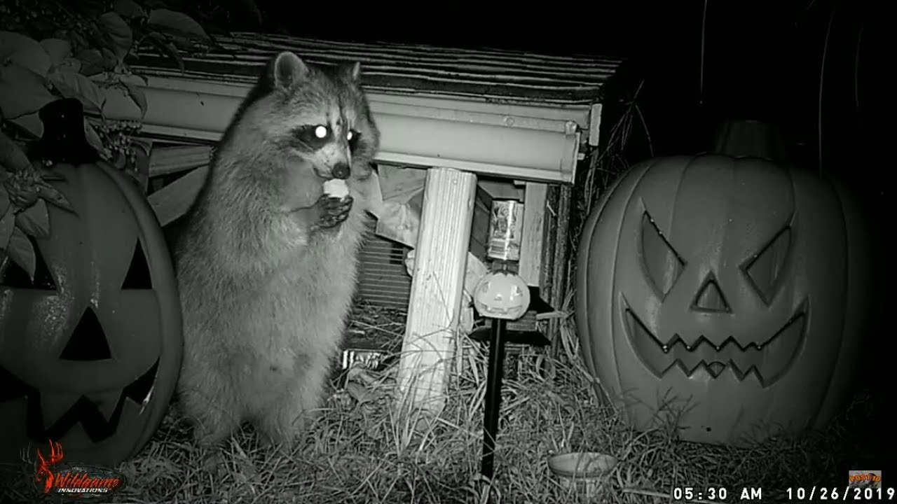 Backyard Wildlife Camera