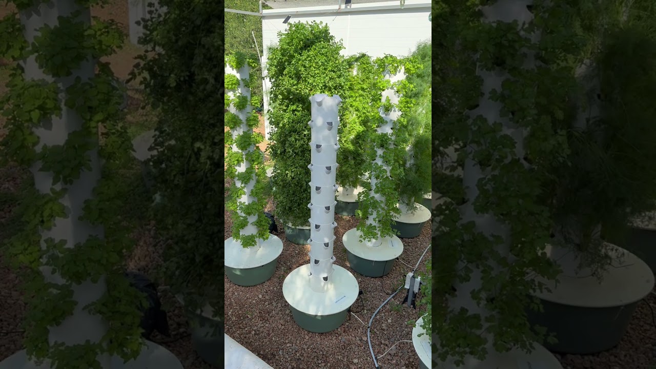 Vertical farming cilantro and parsley on aeroponic towers #cilantro #parsley #farming