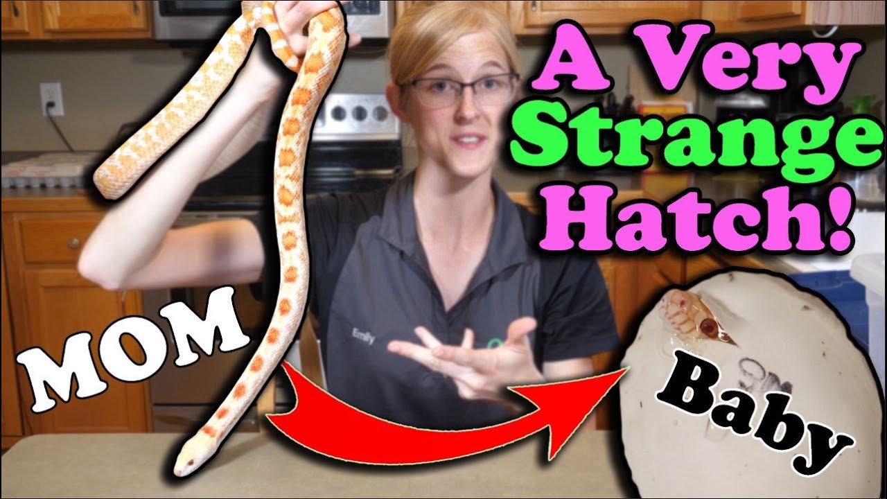 Baby ALBINO Bullsnakes Hatching!