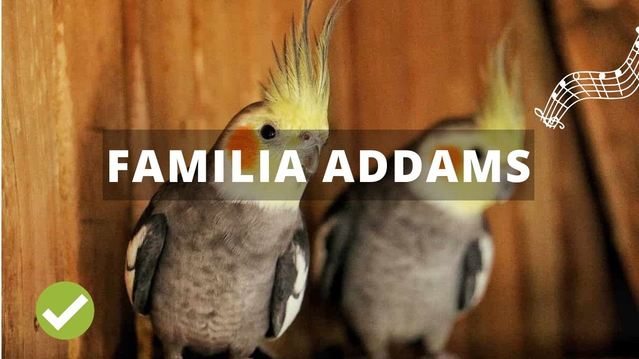 🎶 FAMILIA ADDAMS para tu ✅ NINFA ✅ CACATÚA ✅ - ENSÉÑALE CON ESTE AUDIO (funciona)