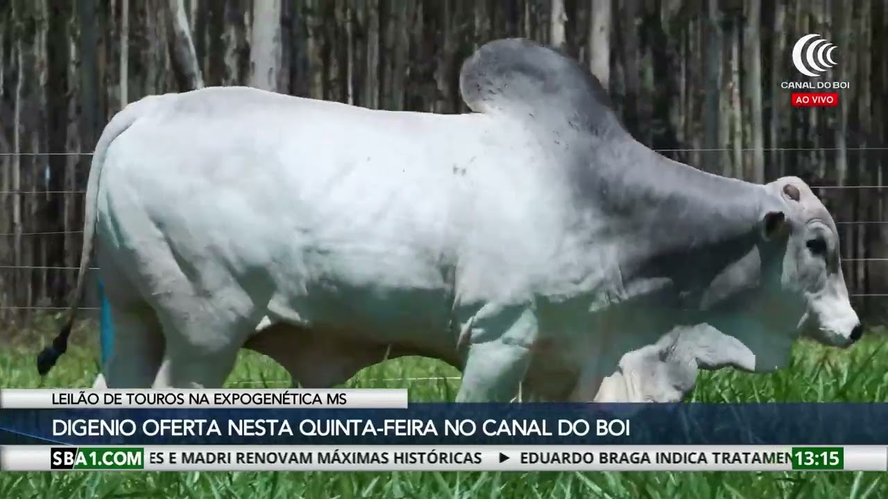 Leil&atilde;o Digenio oferta touros hoje &agrave;s 20h no Canal do Boi
