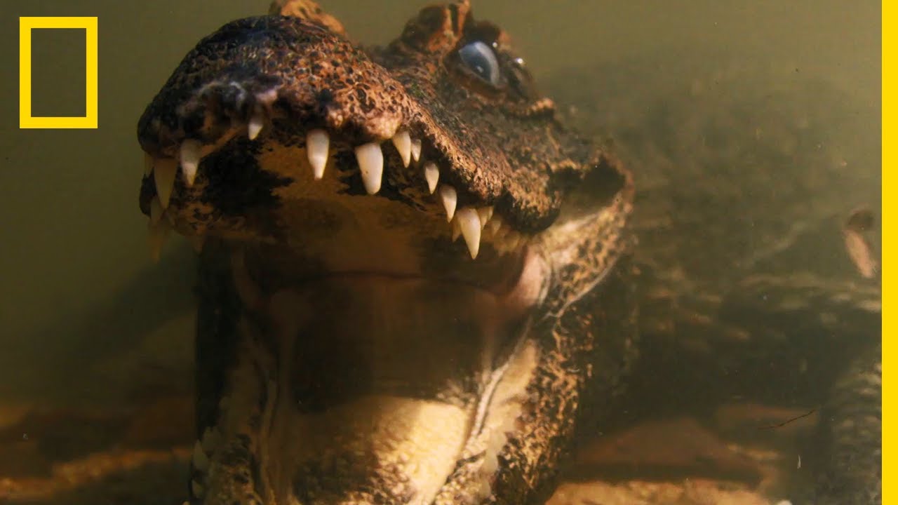 L'incroyable patience du crocodile nain