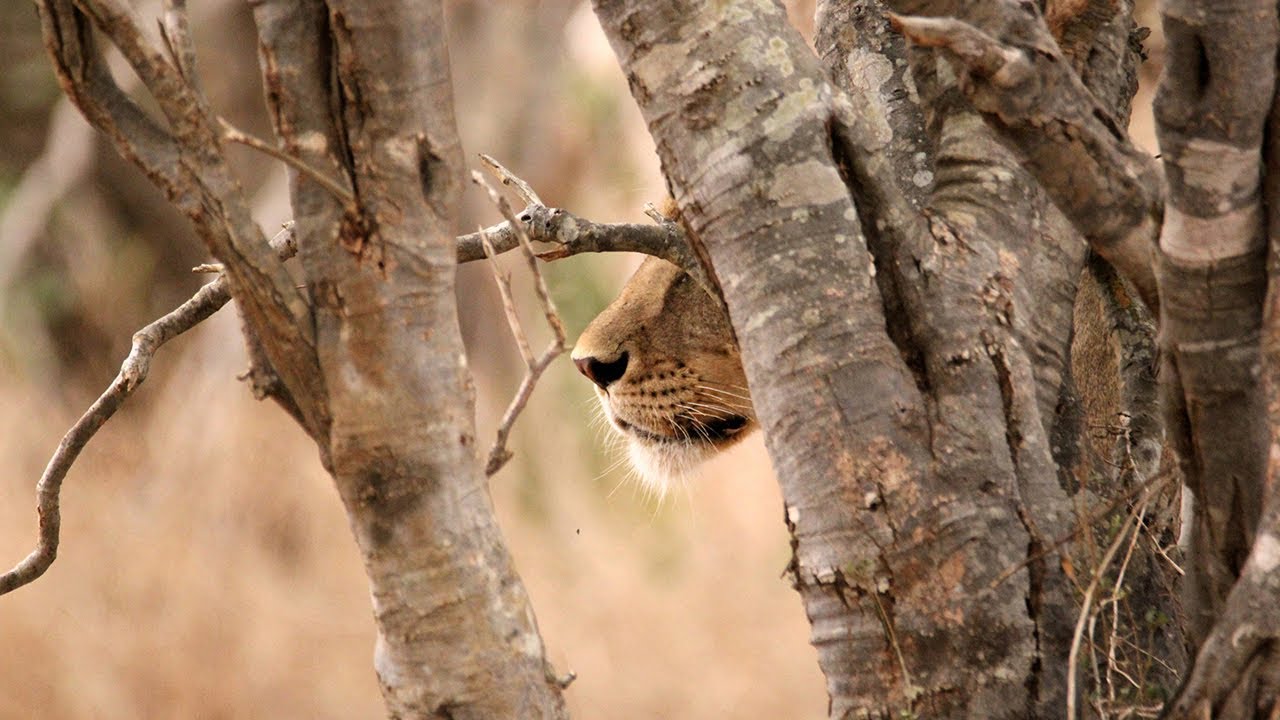 Un Safari DEVASTANTE! Da Tsavo EST a Tsavo WEST - Il nostro viaggio in Kenya EP.2