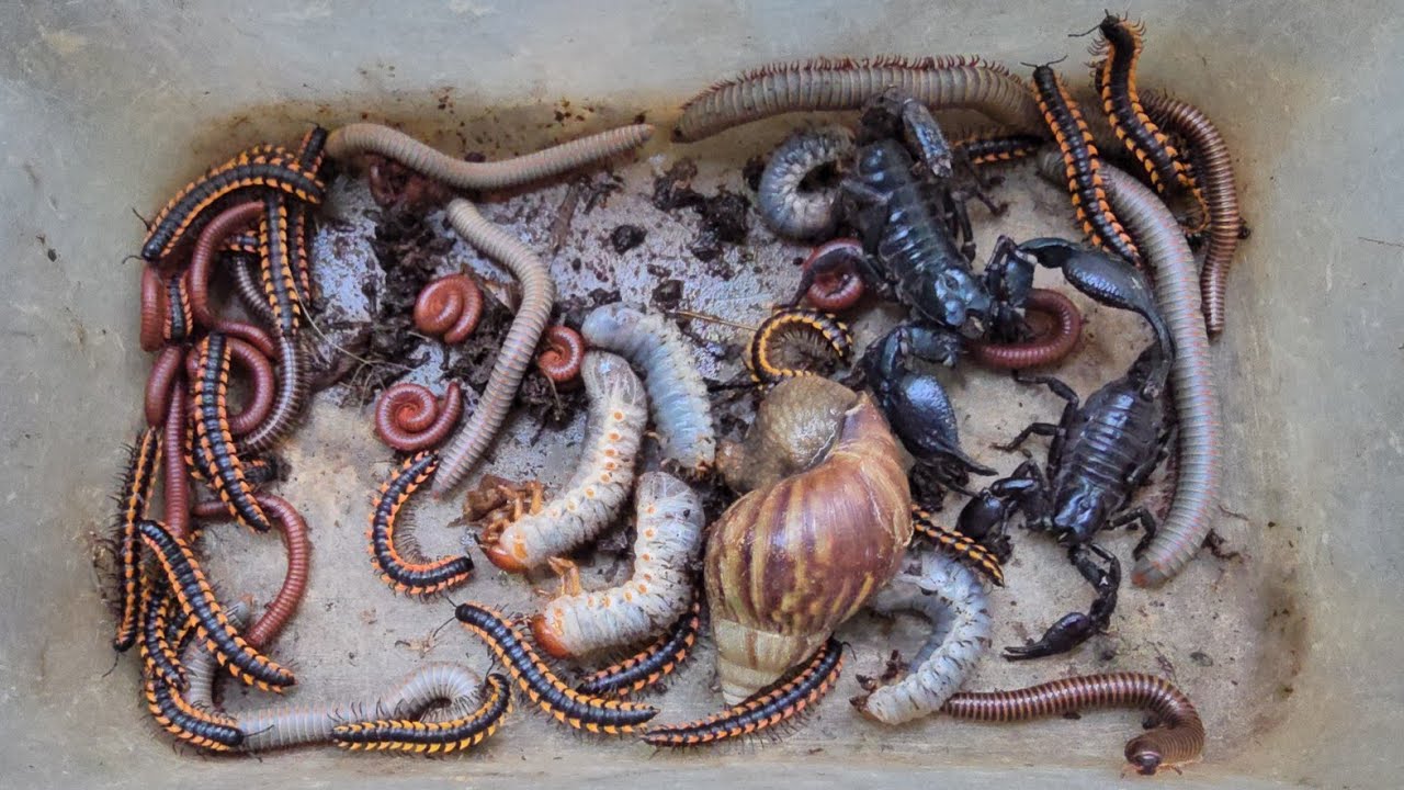 Gently Catching Tone of Red Spotted Millipedes, Millipede Group, Scorpions, Ground Bugs, Snails