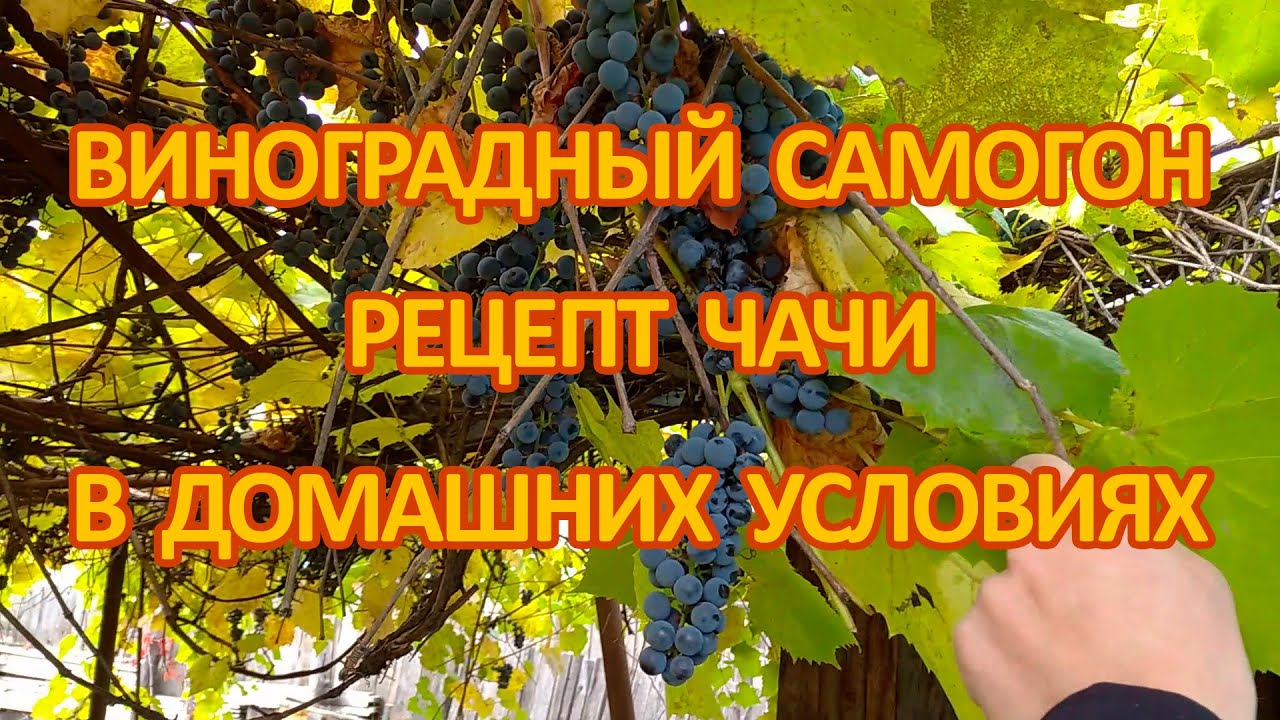 Лучший рецепт самогона из винограда, чача в домашних условиях