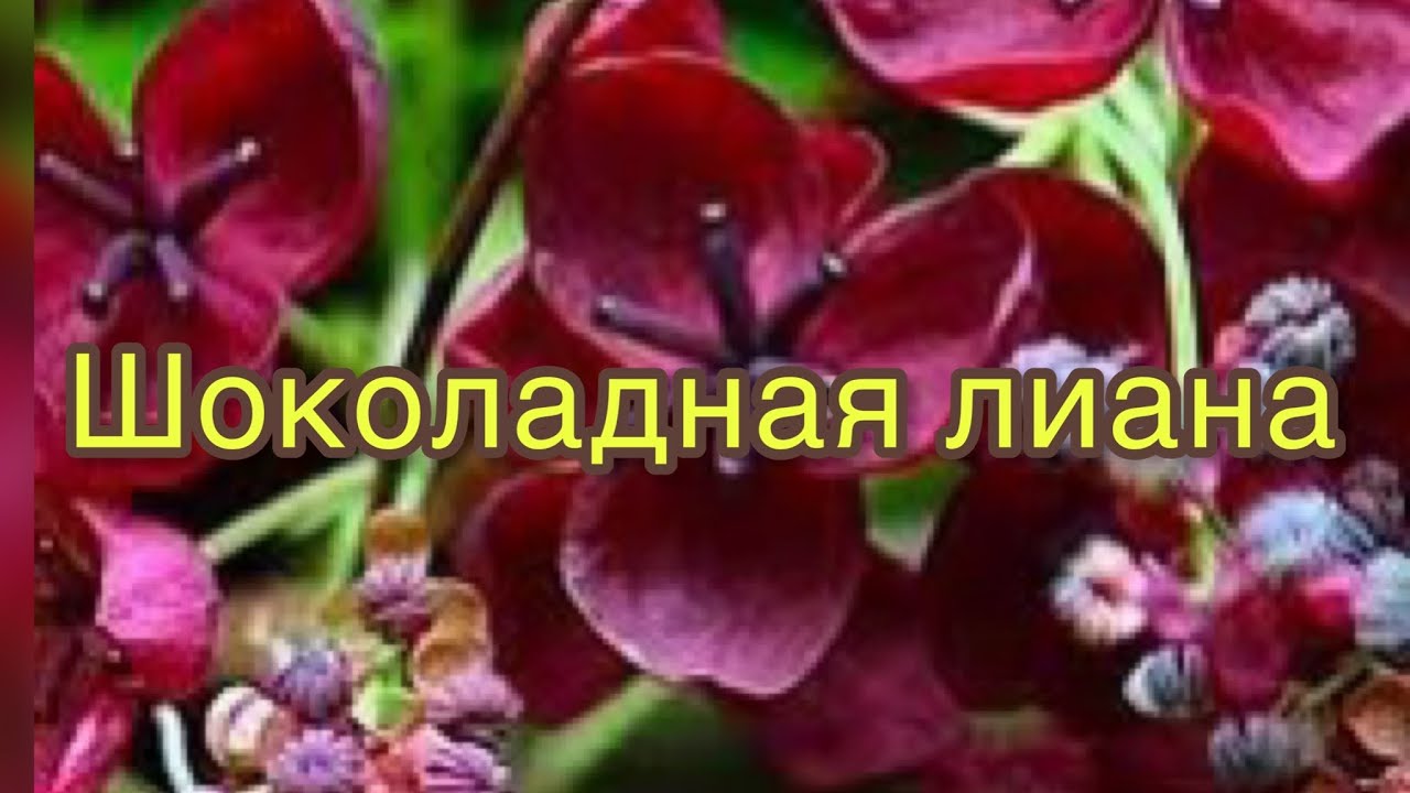 ищете Лиану для перголы-Акебия шоколадная лиана