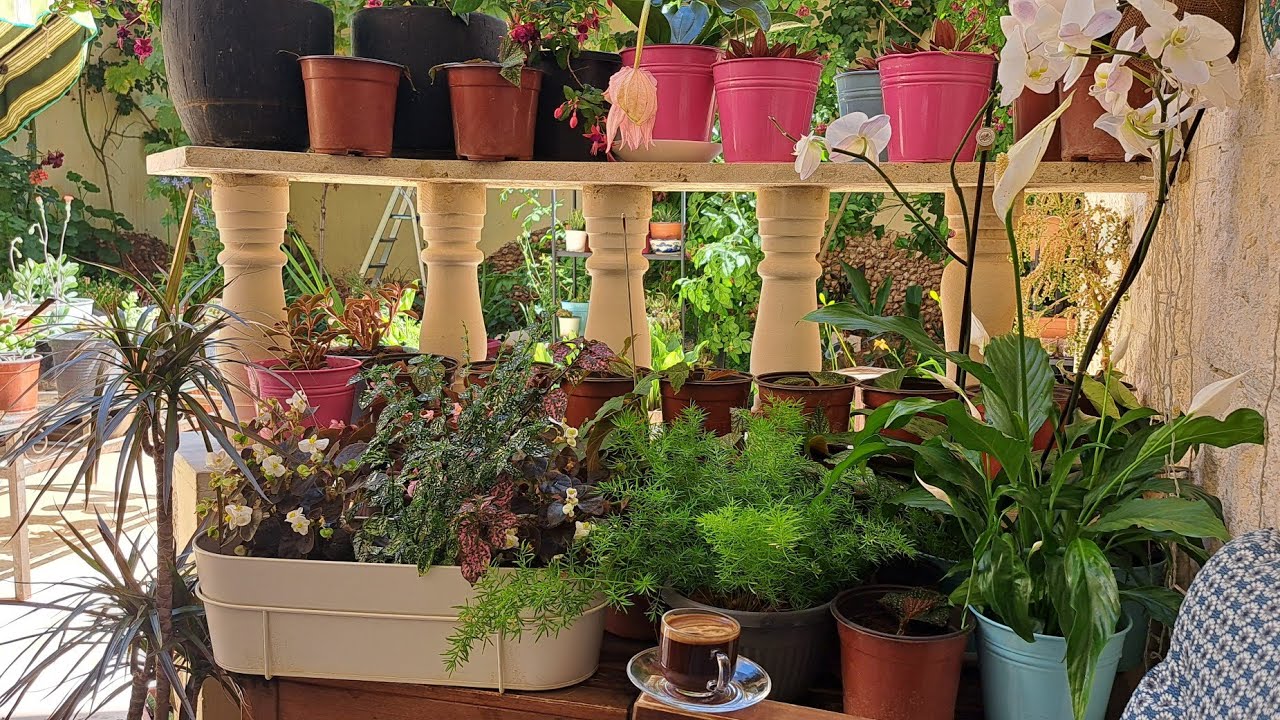 نباتات الزينة الداخلية (٢) نباتات الظل