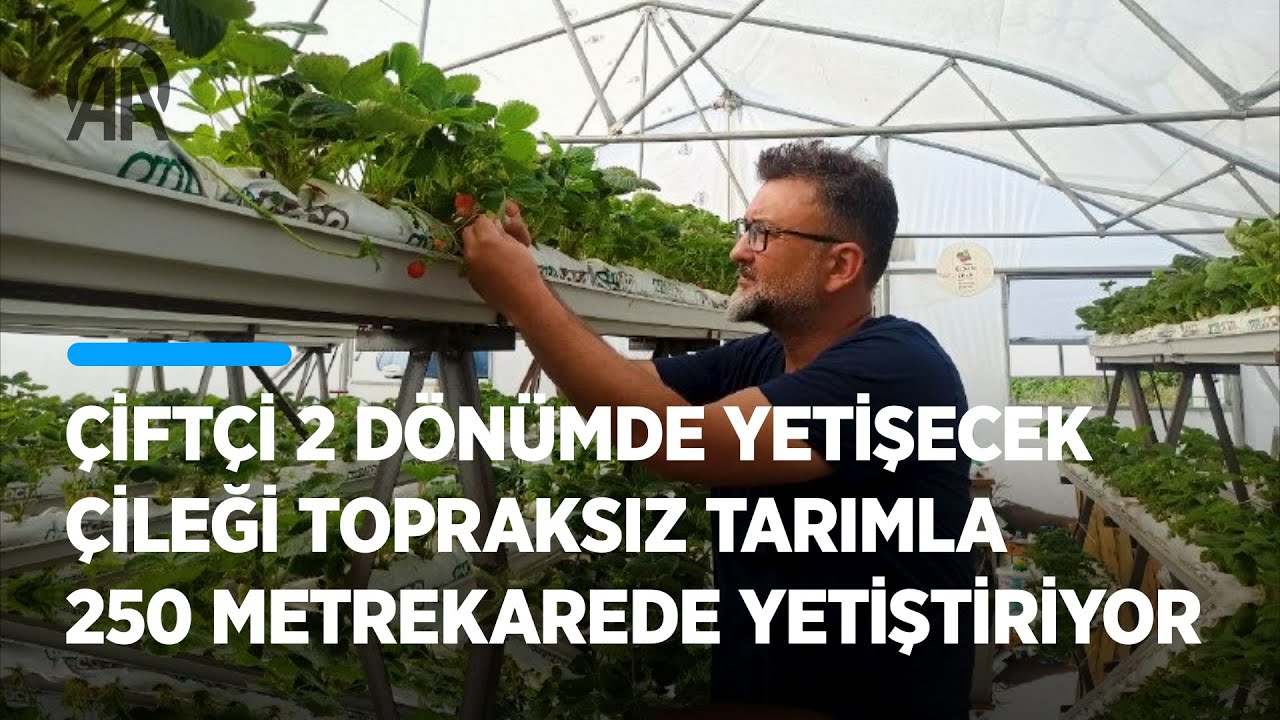 2 dönümde yetişecek çileği topraksız tarımla 250 metrekarede yetiştiriyor