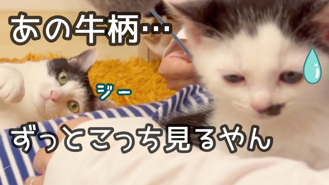 子猫と先住猫を合わせてみたら大変なことになりました…
