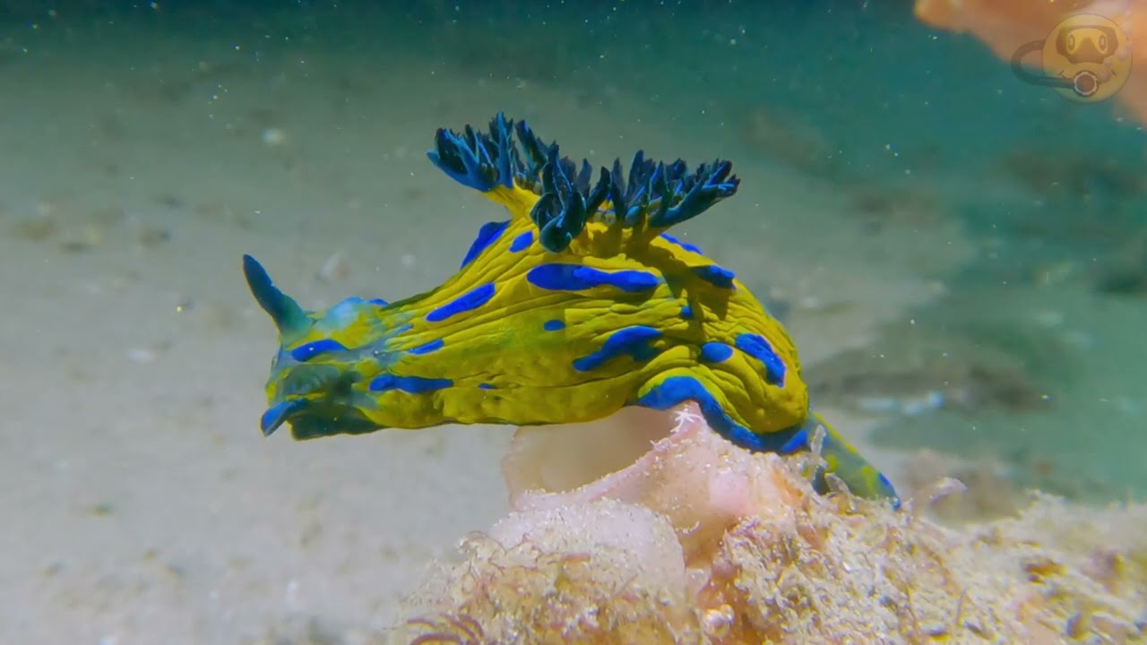 My Best Macro dive for the year! 20241228