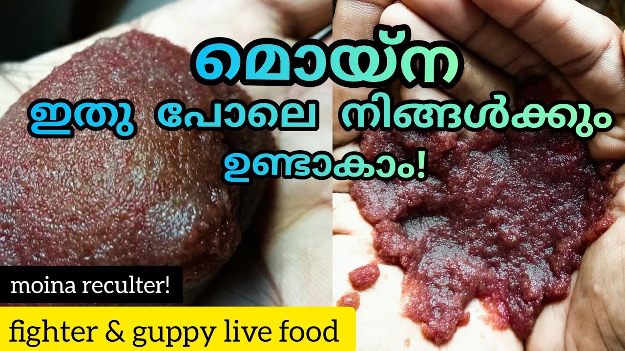 How to culter moina | Moina culter malayalam|easy method|guppy betta live food|niya bettas