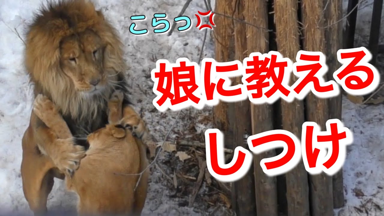《旭山ライオン＆トラ》ついにパパが怒る！聞け娘よ。パパは王だぁ〜。オリトイオ＆ザリアファミリー/vol690Lion daddy disciplining his daughter