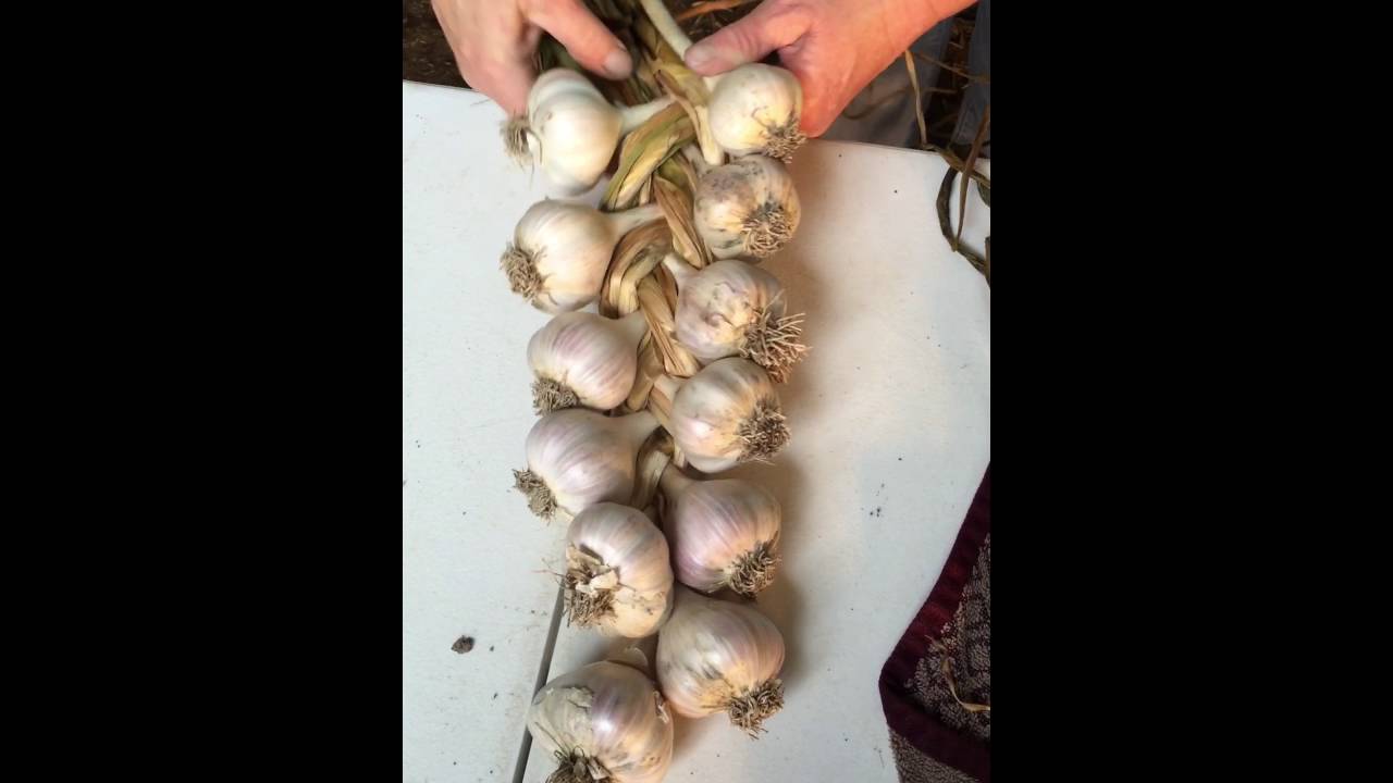 Garlic braiding