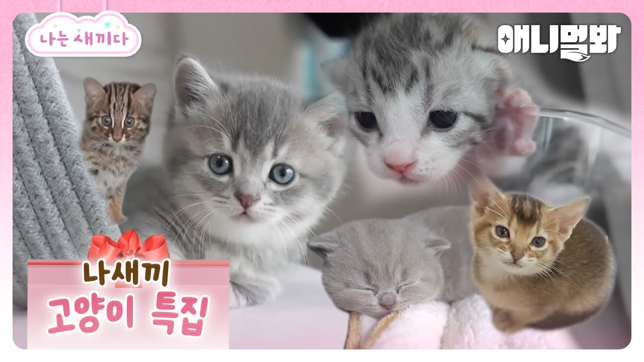 Всего просмотров 8,2 миллиона раз🌟 Специальный репортаж «Я — котёнок»😽