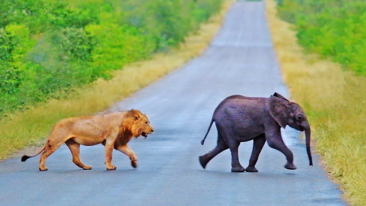 Lions Find Lost Baby Elephant
