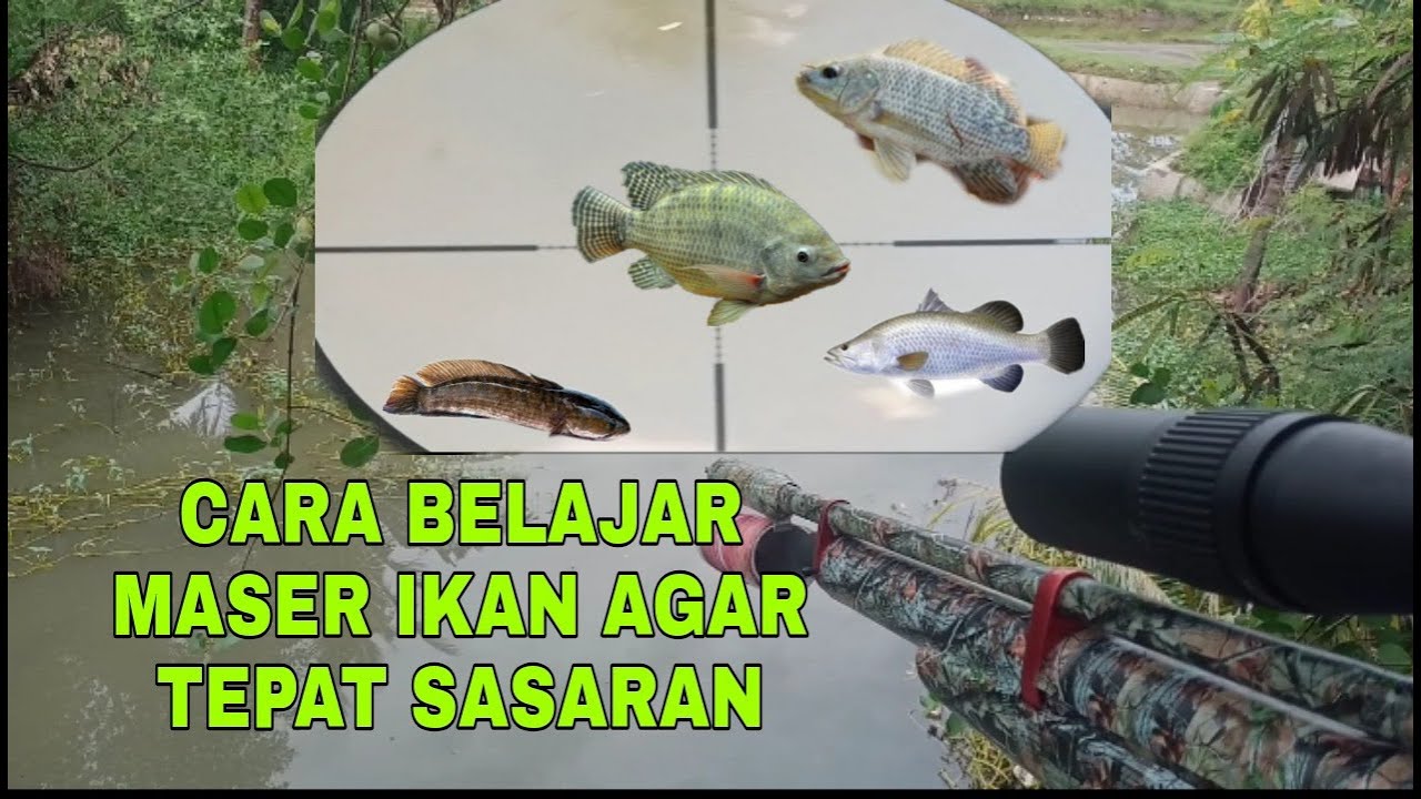 CARA MUDAH BELAJAR MASER IKAN AGAR SELALU TEPAT SASARAN MENGUNAKAN TELESKOP . NEMBAK IKAN