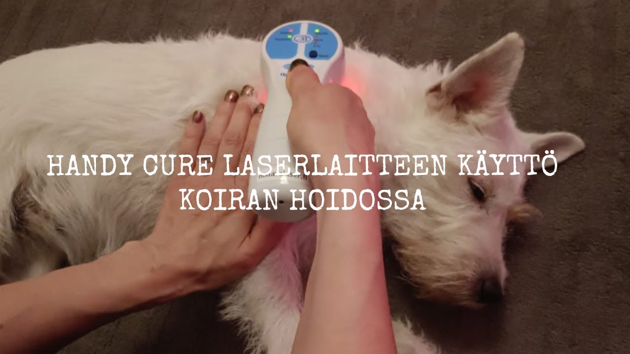 Handy cure laserlaitteen k&auml;ytt&ouml; koiran hoidossa