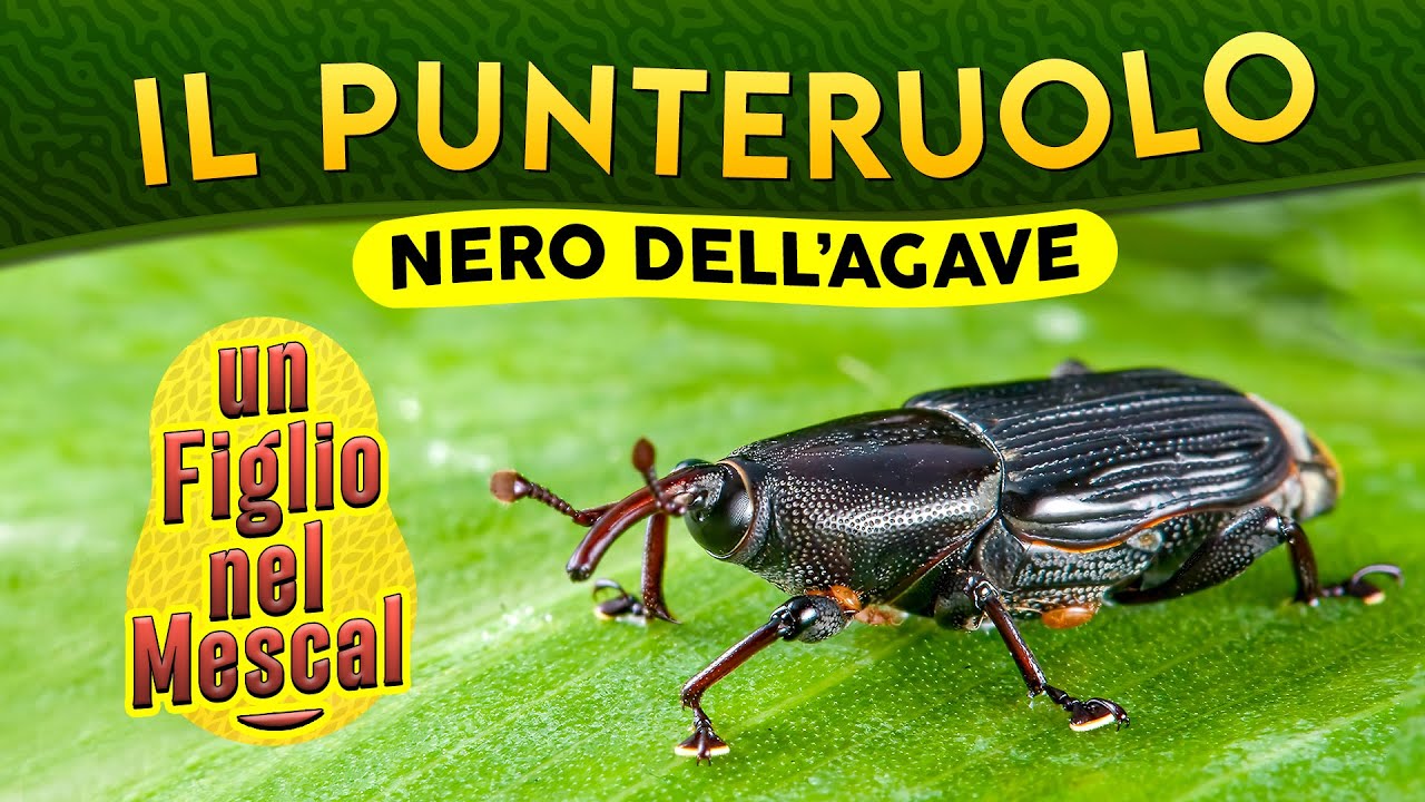Il Punteruolo nero dell'Agave: un figlio nel Mescal ► Puntata 190