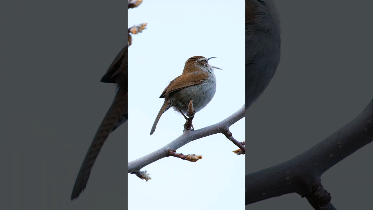 Bewick's Wren call early morning 