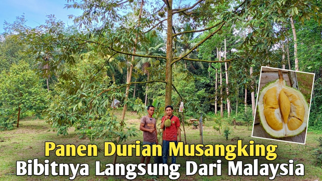 Menikmati Durian Musangking di Bulukumba ! Rasanya Super Strong !