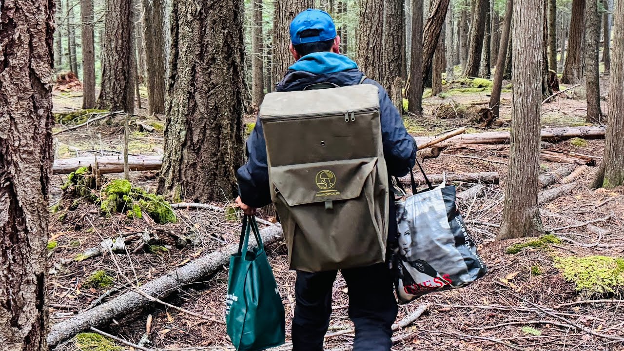 Nấm Tùng Nhung quý hiếm đắt đỏ ở Nhật, mọc bạt ngàn trên rừng núi ở Canada 🇨🇦1868》 Pine Mushrooms