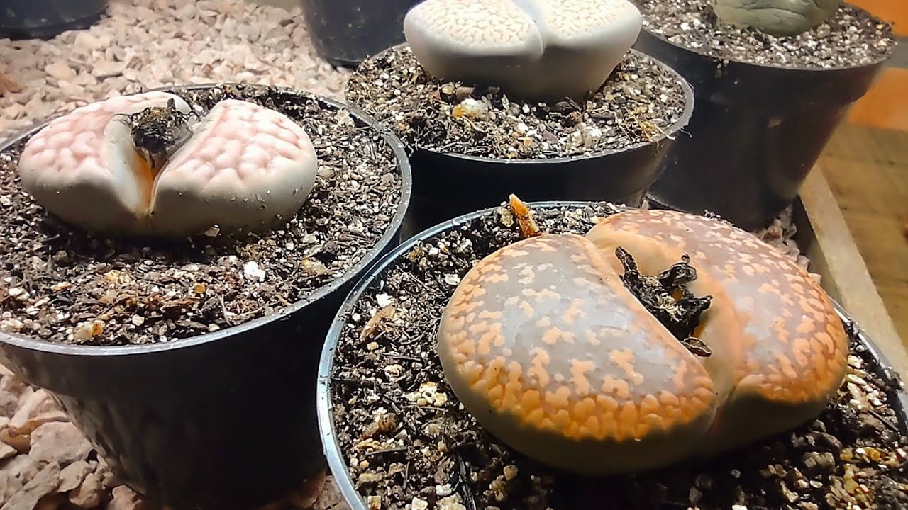 JÁ VIU LITHOPS DESTE TAMANHO, ESPÉCIES DE COLECIONADORES.