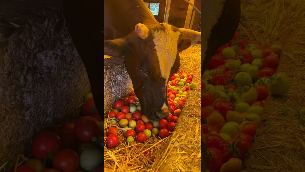 İNEKLER İLK DEFA DOMATESİN TADINA BAKIYOR 