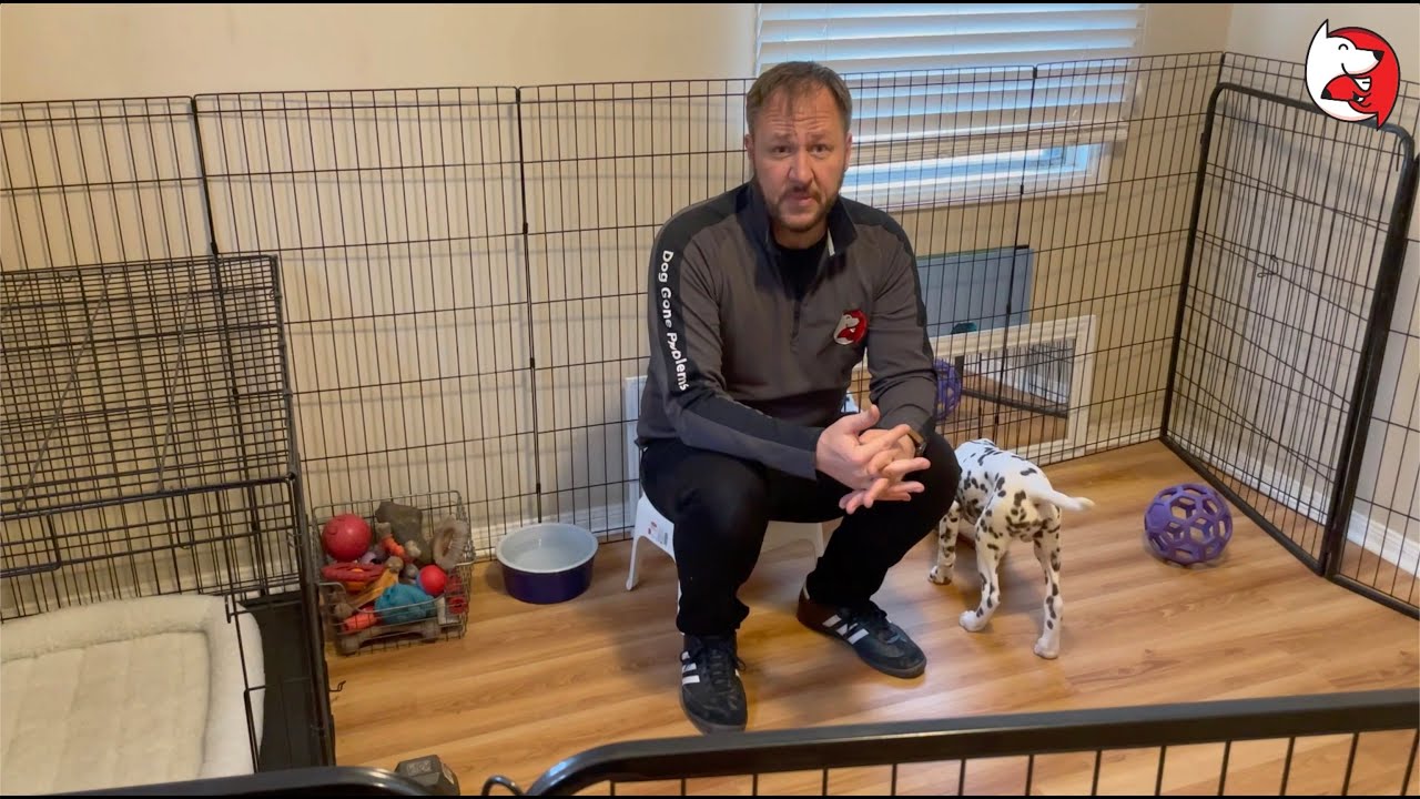 DGP Puppy Class Video - Long Term Confinement Area (LTCA)