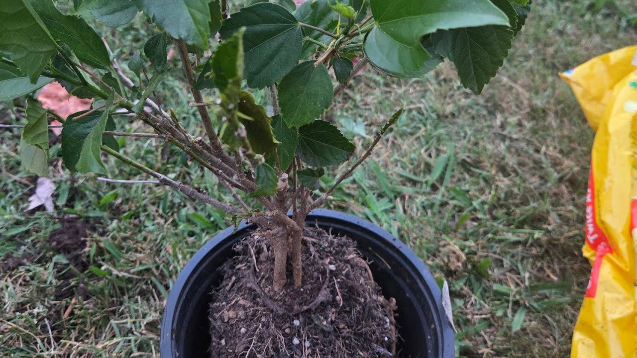 Are You Planted In Good Soil?  #Christianhiker  #walkbyfaith #relationshipgoals 