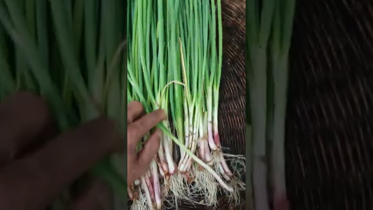 Fresh garlic leaves