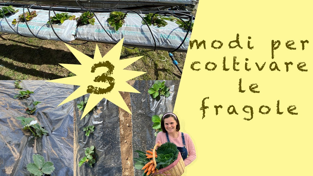 3 metodi per coltivare le fragole