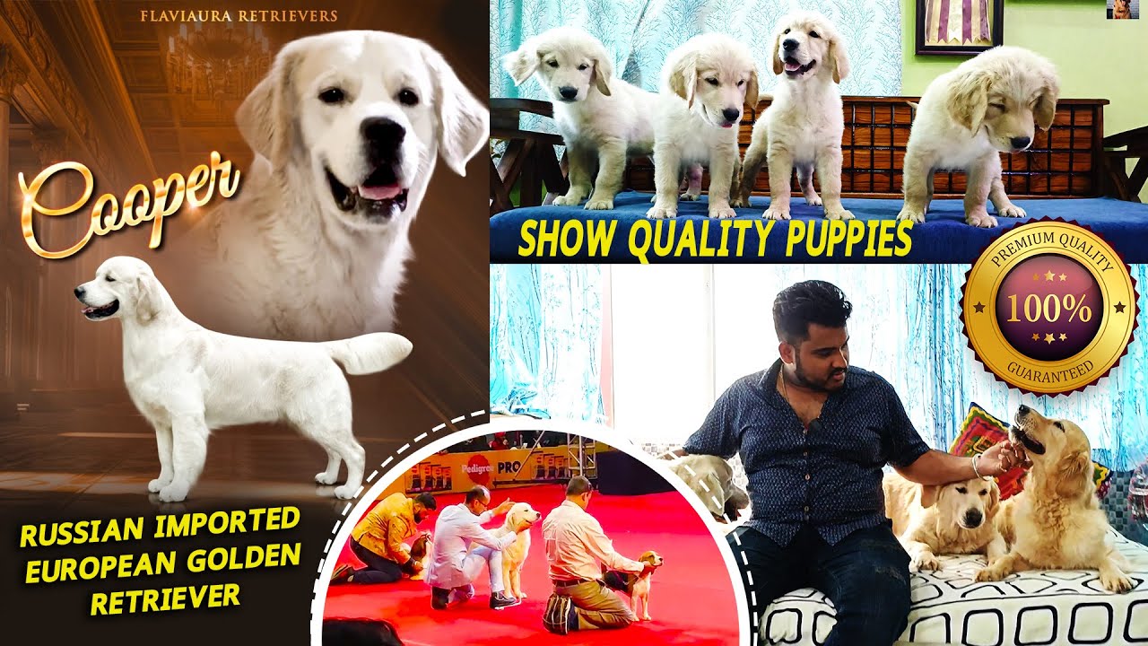 RUSSIAN IMPORTED EUROPEAN GOLDEN RETRIEVER | TOP CLASS GOLDEN RETRIEVER KENNEL IN KOLKATA