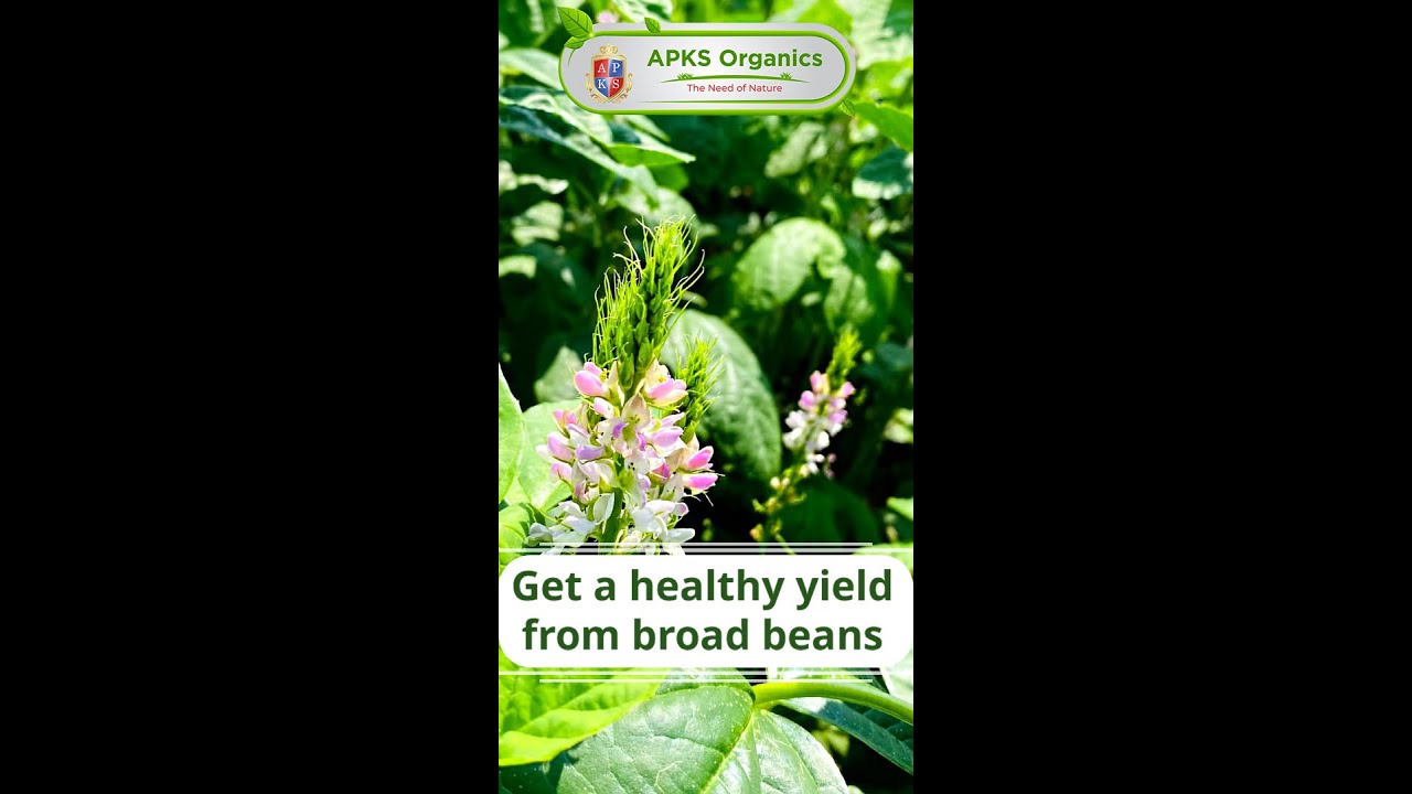 [English] Cluster beans  Organic Result From Our Farmers