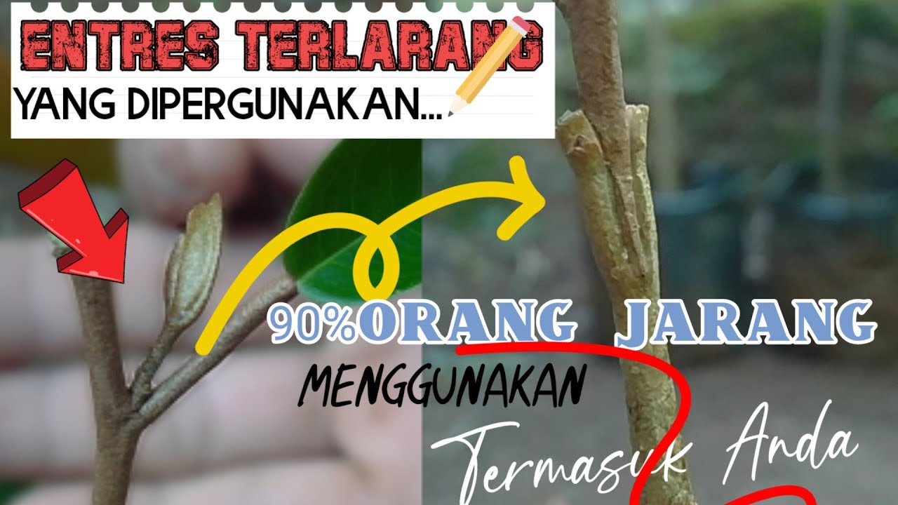 SAMBUNG Pucuk #Durian Terbukti Berhasil
