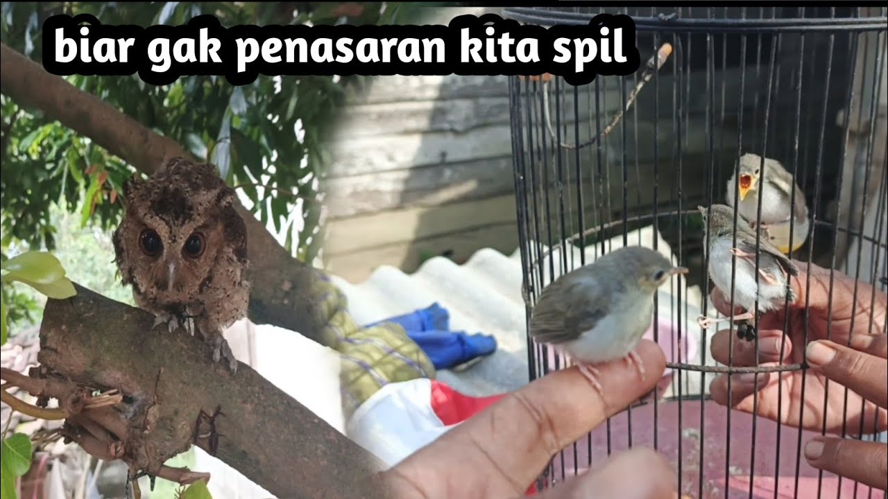 Riview burung pliharaan di rumah! Sekalian ngecek sarang burung di samping rumah