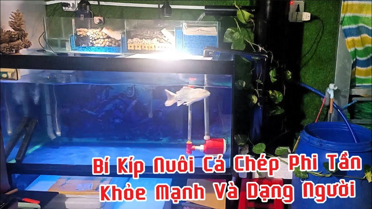 Bí Kíp Giúp Nuôi Cá Koi + Chép Phi Tần + Chép Sư Tử Cực Sung - Dạng Người Mút Tay.Hồ Của E Khang.