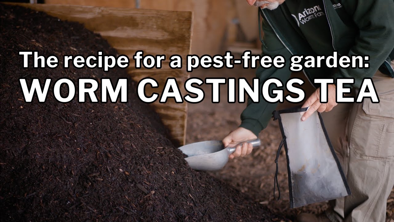 WORM CASTINGS TEA RECIPE: Step-by-Step Directions