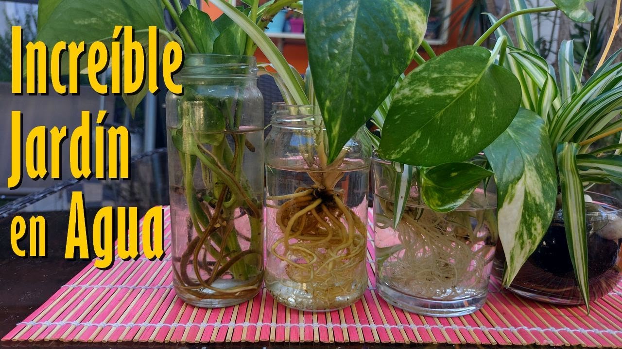 Los 5 grandes BENEFICIOS de Cultivar PLANTAS en AGUA ¡Resultado ASOMBROSO!