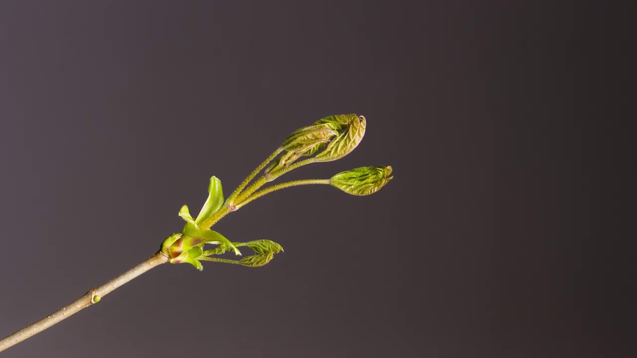 Growing Bud