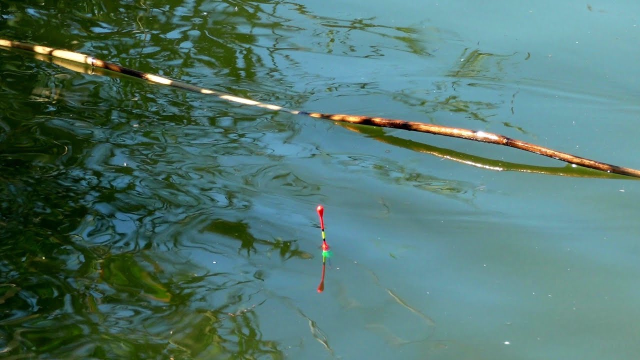 Pescuit la PLUTĂ Toamna - PARTIDA ANULUI la Crap ! cu Porumb 🌽 , Mămăligă , Râme 🪱, Viermi 🎣 