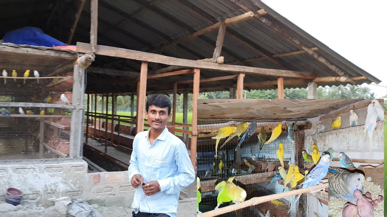 Budgies Parrot Breeding Progress of The Large Budgies Parrot Breeding Farm.