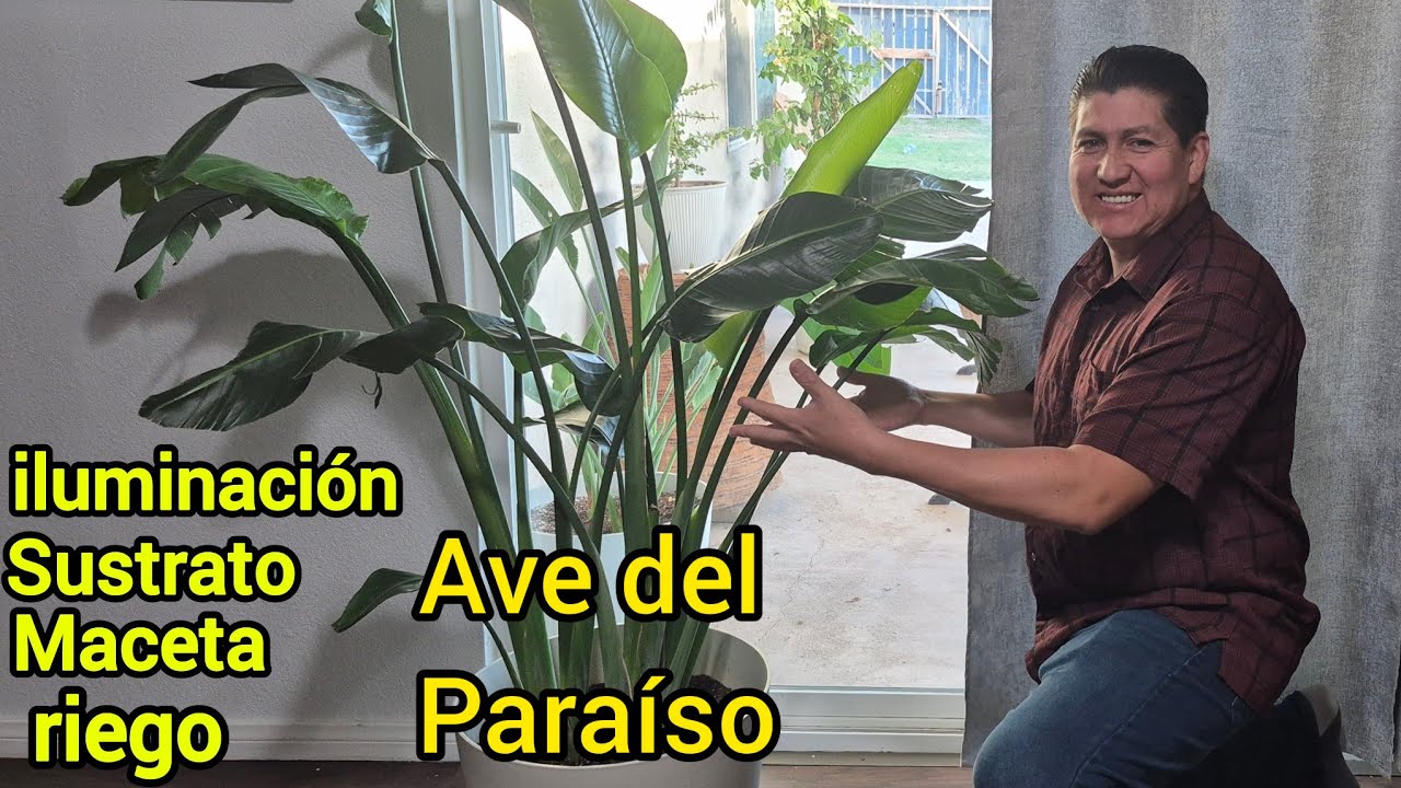 CONSEJOS para los CUIDADOS Ave del paraíso en maceta al interior (Strelitzia nicolai)