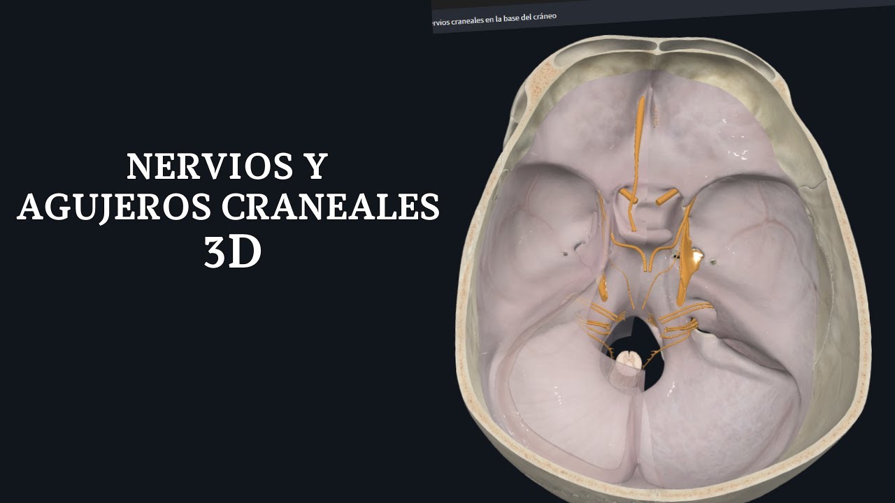NERVIOS CRANEALES QUE PASA POR LOS DIFERENTES AGUJEROS