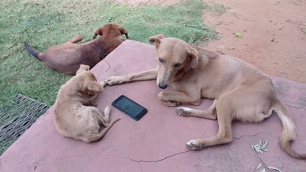 A DAY IN AN AFRICAN HOME 