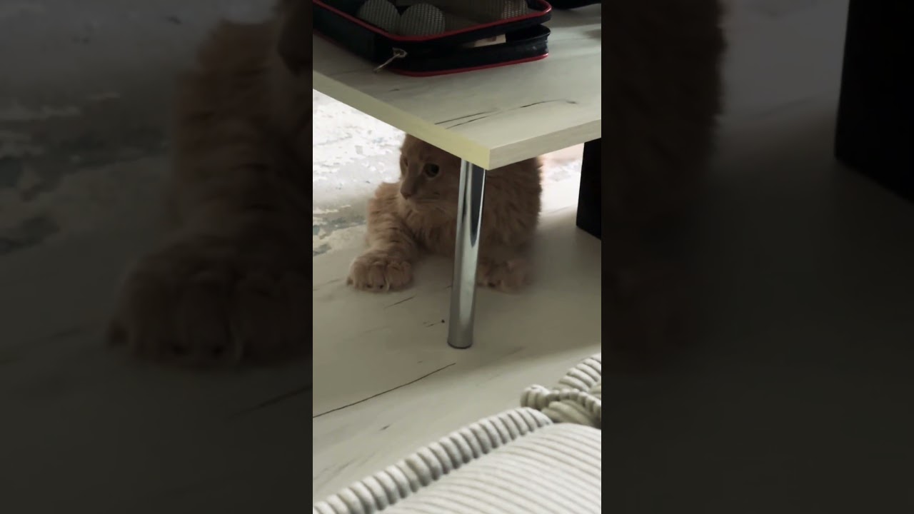 #коткотопес #веселыекоты #cat #songlyrics #прикольныекоты #видосыоткота #красиваякошка #mainecoon
