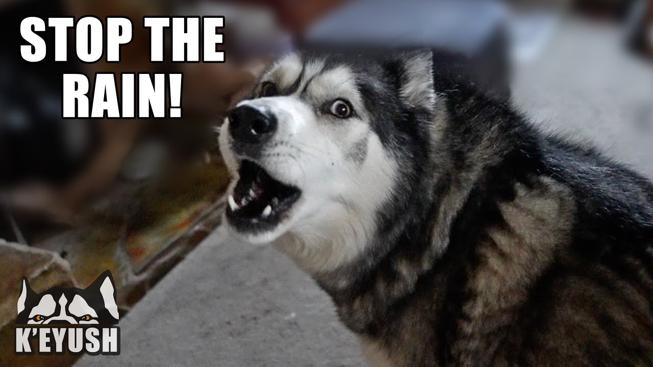Husky Complains About Rain When His Best Friend Visits!