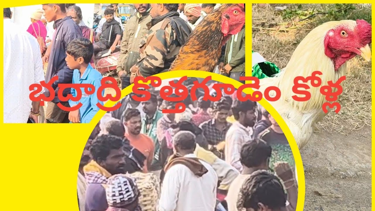 భద్రాద్రి కొత్తగూడెం కోళ్ల సంత #bhadradri kothagudem hence market # viral