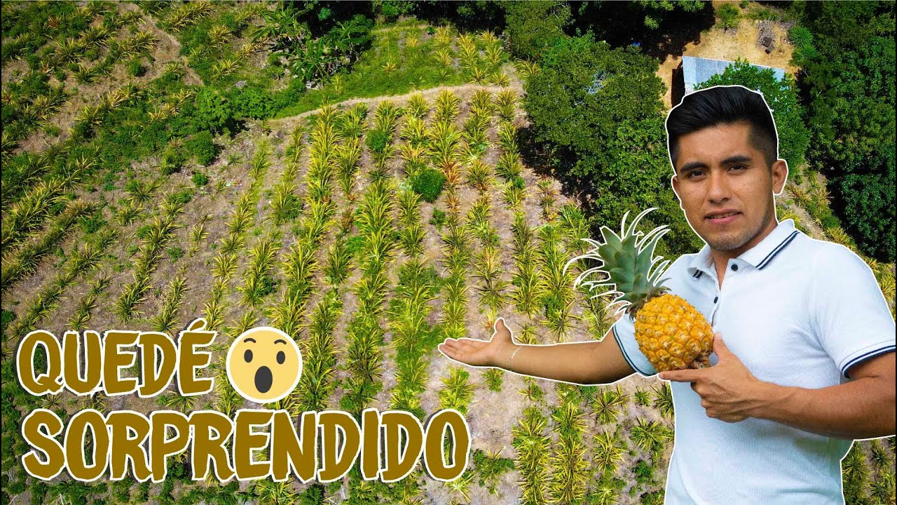 En mi pueblo hay un cultivo de piña - Humberto Bautista