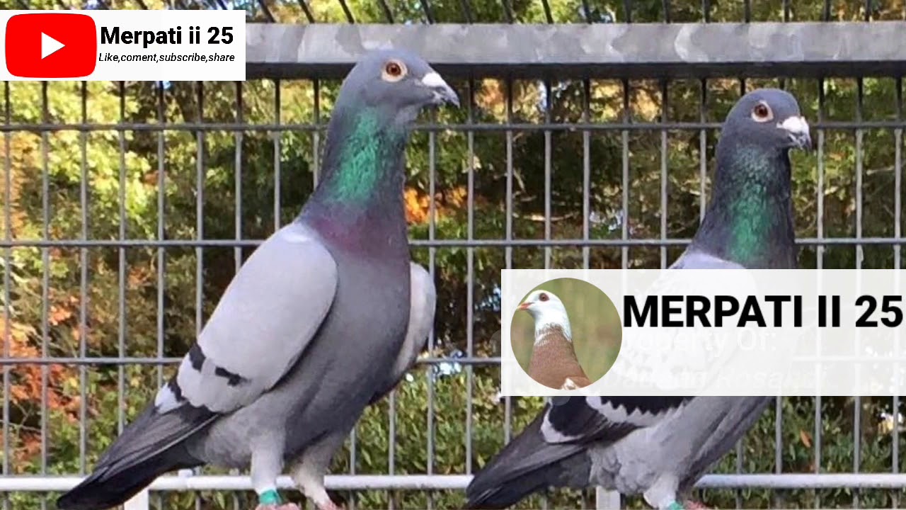 PERBEDAAN FISIK MERPATI POS JARAK JAUH DAN JARAK DEKAT | MERPATI